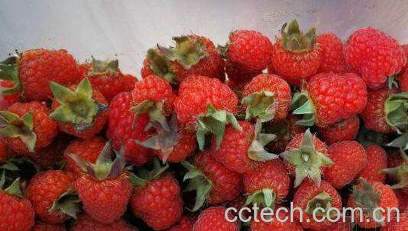 三月泡的功效和作用 三月泡的药用价值-0