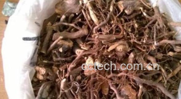 三月泡根的功效与作用-0