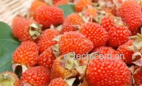 三月泡的功效和作用 三月泡的药用价值-1