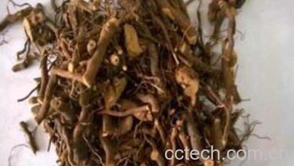 三月泡根的功效与作用-1