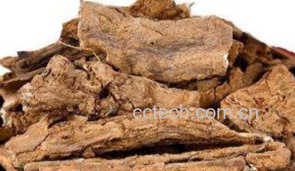 黄泡根的功效和作用及药用价值-0