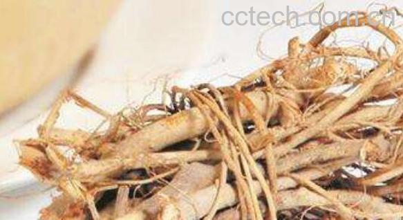 黄泡根的功效和作用及药用价值-1