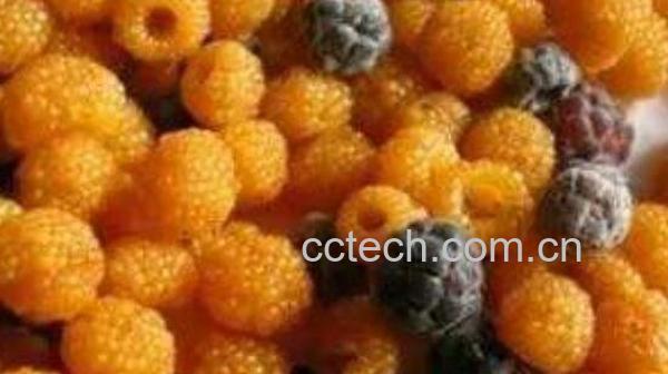 黄泡果的功效与作用 黄泡果的药用价值-1