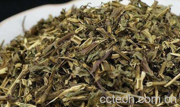 猫须草的功效与作用 猫须草的副作用-0