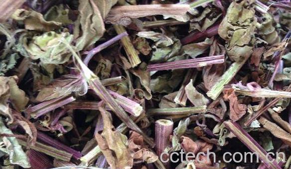 猫须草的功效与作用 猫须草的副作用-1