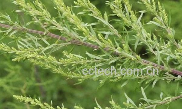 牛尾蒿-0