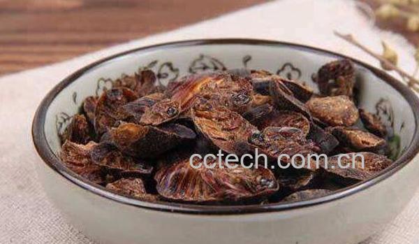 中药土鳖虫的功效与作用及药用价值-1