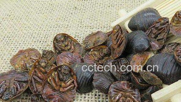 中药土鳖虫的功效与作用及药用价值-0