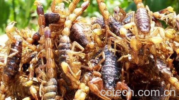 吃蝎子的好处和坏处-0