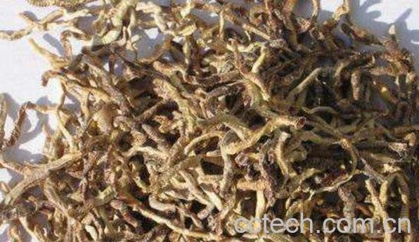 中药蚯蚓的作用与功效 蚯蚓的副作用-0