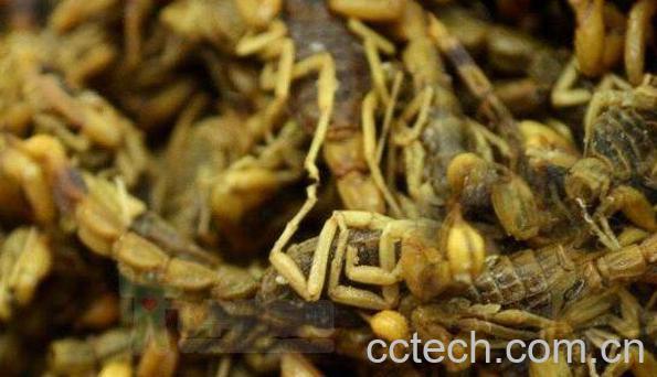 中药蝎子的功效与作用-0