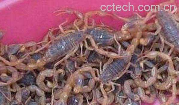 中药蝎子的功效与作用-1