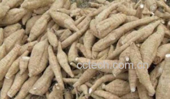  葛根的功效与作用及药用价值-1