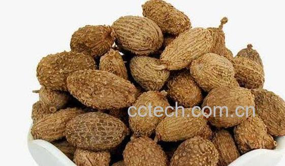 春砂仁的功效与作用-0