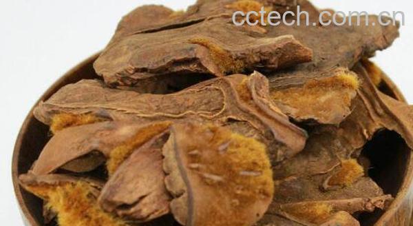 狗脊泡酒的功效与作用 狗脊泡酒的方法和用量-0