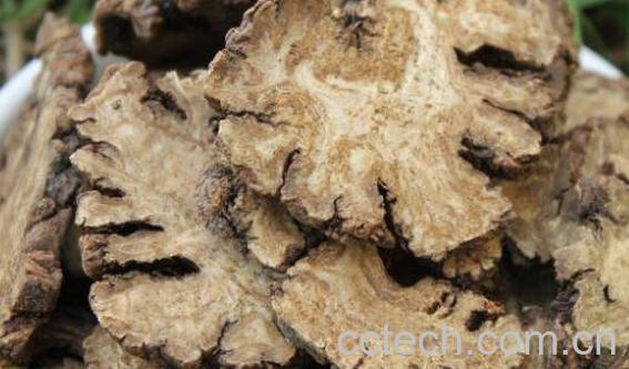 川芎的功效与作用 川芎的食用方法-1