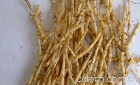 白茅根和鱼腥草的区别-0