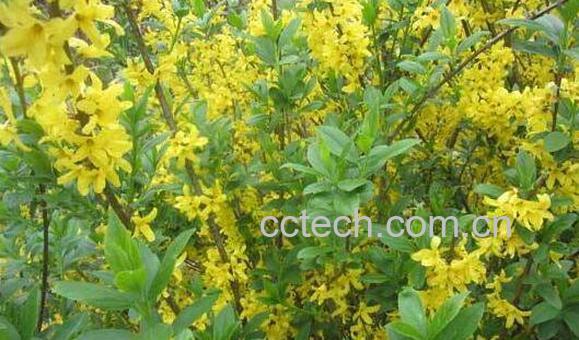 连翘的功效与作用 连翘的副作用-0