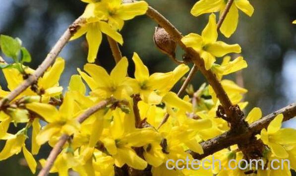 连翘的功效与作用 连翘的副作用-1