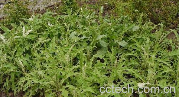 三角泡草的功效与作用及药用价值-0