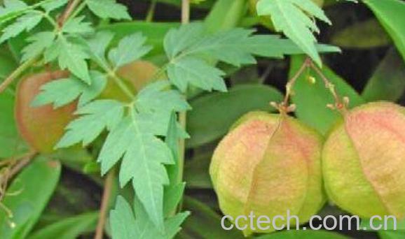 假苦瓜的功效与作用-0