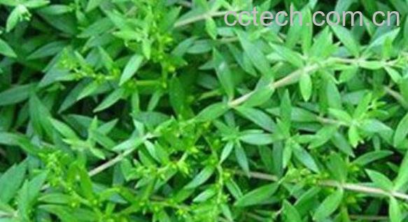 三角泡草的功效与作用及药用价值-1