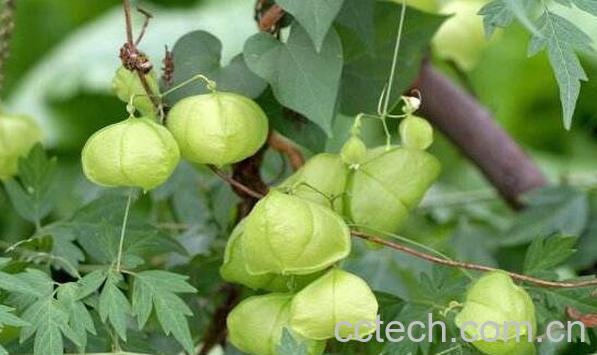 假苦瓜的功效与作用-1