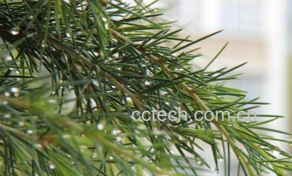  松针泡酒的功效与作用 松针的泡酒方法-1