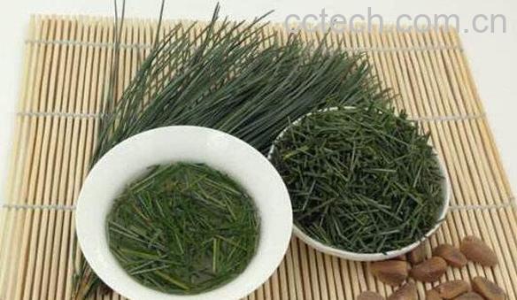  松针泡酒的功效与作用 松针的泡酒方法-0