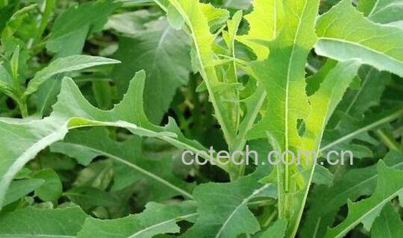 败酱草的功效与作用 败酱草的副作用-0