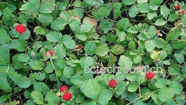 蛇泡草的功效与作用-0