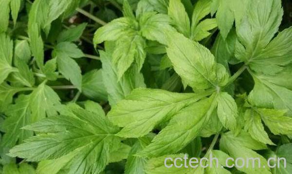 败酱草的功效与作用 败酱草的副作用-1