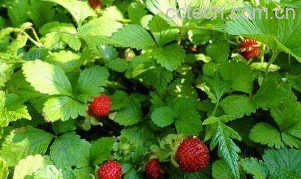 蛇泡草的功效与作用-1