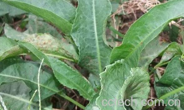 土大黄的功效与作用 土大黄的副作用-0