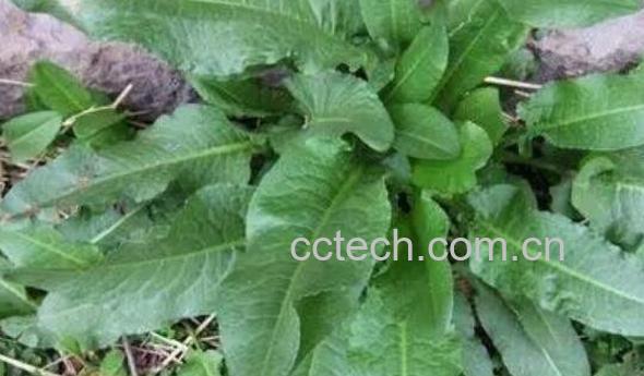 土大黄的功效与作用 土大黄的副作用-1