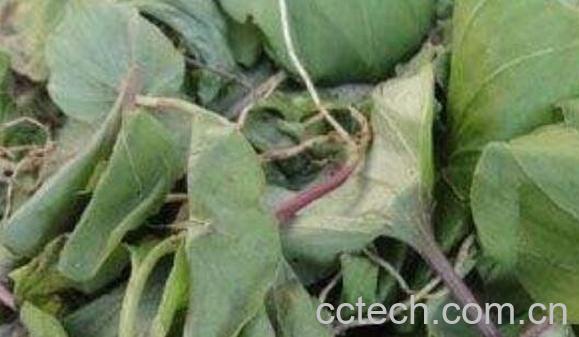 肺经草的功效与作用-0