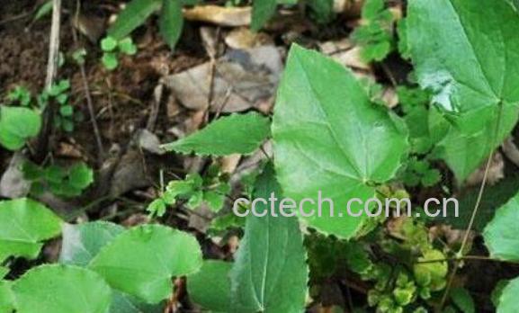 肺经草的功效与作用-1