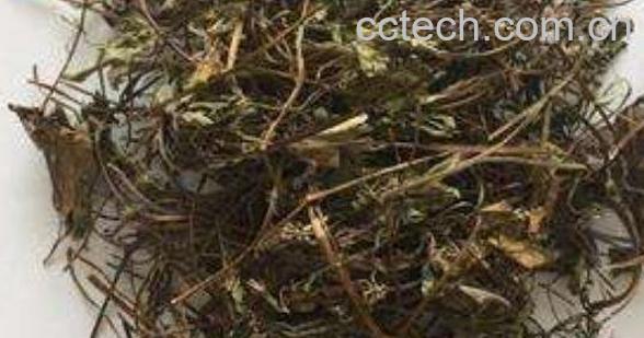 肺心草的功效和作用-0