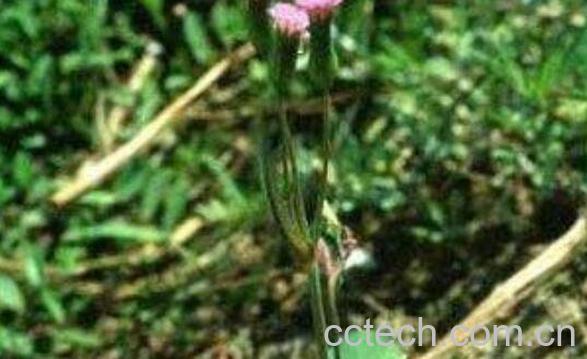 肺心草的功效和作用-1