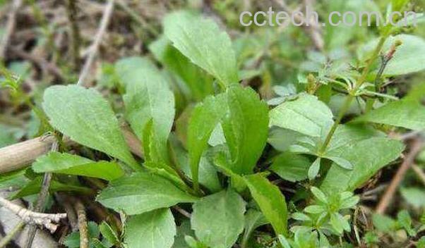 鱼鳅串的功效与作用 泥鳅串的药用价值-0