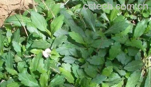 鱼鳅串的功效与作用 泥鳅串的药用价值-1