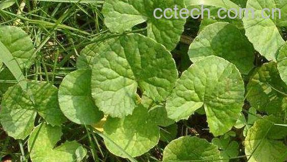 马蹄草的功效与作用-0