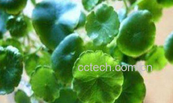 马蹄草的功效与作用-1