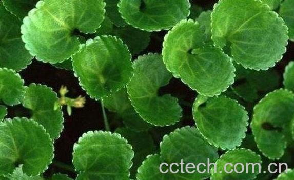 赖子草的功效与作用-0