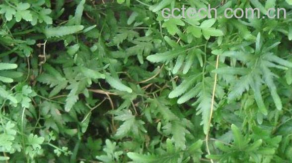 五皮风的功效与作用-1