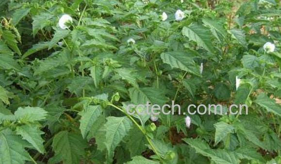 五皮风的功效与作用-0