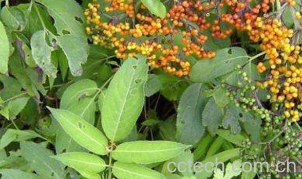 排风藤的功效与作用-1