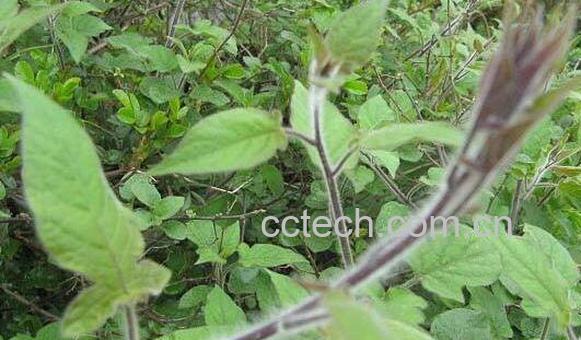 排风藤的功效与作用-0