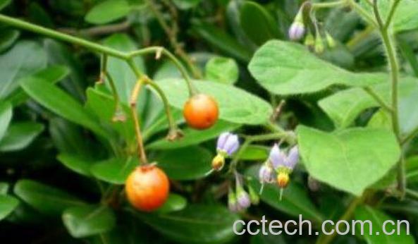 白毛藤和白英的区别 白毛藤的功效与作用-0