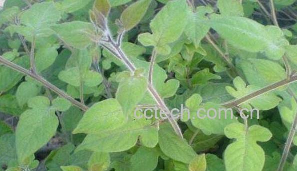 白毛藤和白英的区别 白毛藤的功效与作用-1